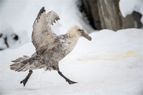 Wildlife of Antarctica on Behance