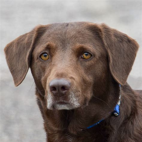 Chessie Animal House Shelter