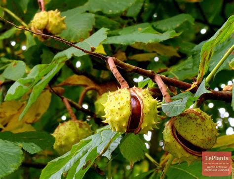 Конский каштан (Aesculus) — описание, выращивание, фото | на LePlants.ru
