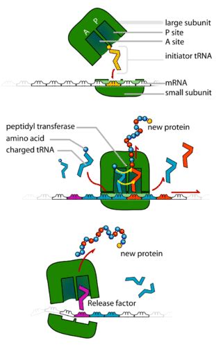 2109 Protein Synthesis Chemistry Libretexts