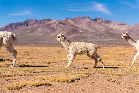 Baby Alpaca in Arequipa, Peru Stock Image - Image of range, recreation: 180821415