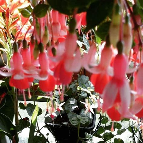 Pin van Hamish Mc Tavish op Gardens | Bloemen