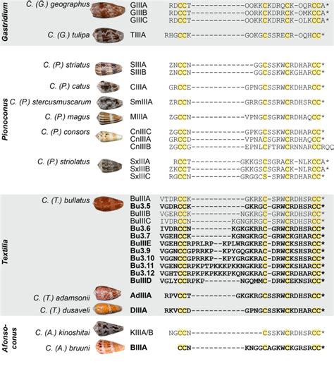 identification  sodium channel toxins  marine cone snails