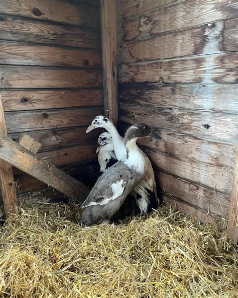 How Long do Indian Runner Ducks Live? Way to Extend Lifespan