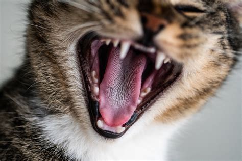 Why Are Cats Tongues Rough Surprising Benefits Catastic