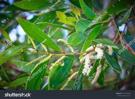 wattyl images stock  vectors shutterstock