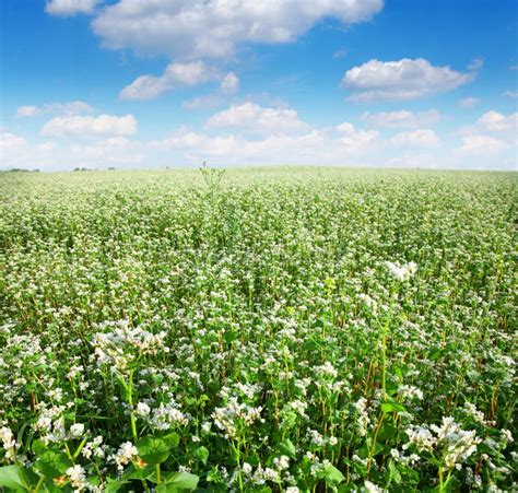 Field Of Buckwheat Royalty Free Stock Image Image 10068936