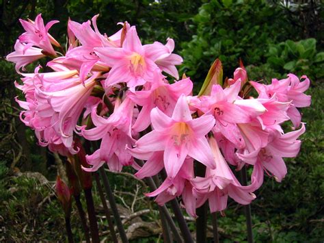 Amaryllis Belladonna Naked Lady Lilies Growing At The San Flickr