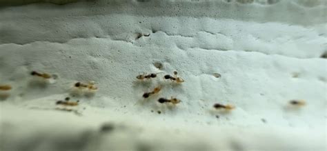 ghost ants  port st lucie    rid   fast