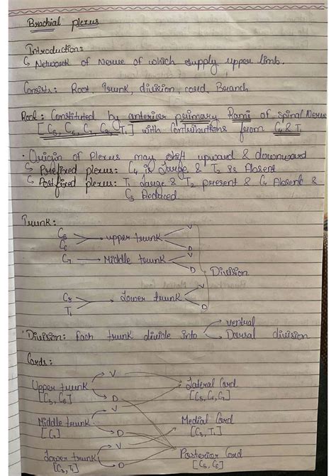 Solution Brachial Plexus Studypool