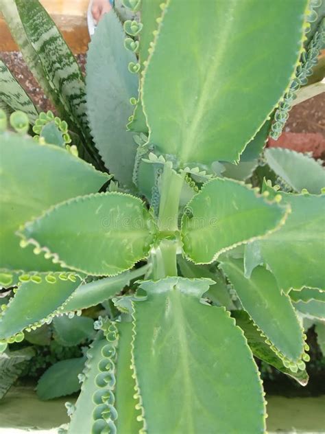 Cocor Duck Or Kalanchoe This Plant Is Famous For Its Way Of