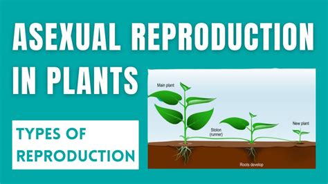 Asexual Reproduction In Plants With Examples Types Of Reproduction