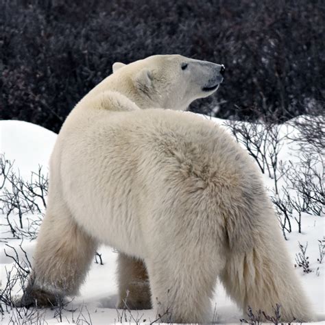 Maior Urso Polar Do Mundo - O Maior Urso Polar Do Mundo 🐻 O Tamanho Do Urso Polar E Os Reis