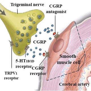 location  cgrp receptors adapted  edvinsson  al cgrp