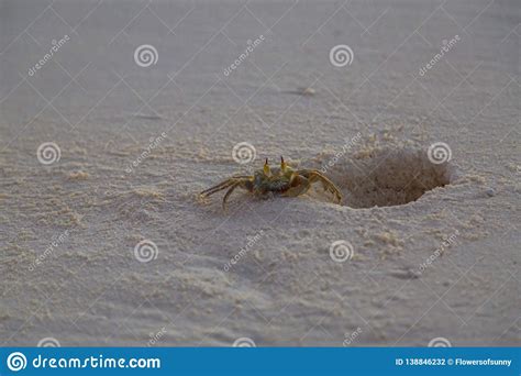 Large Crab On Sandy Beach Sunset Scene Tropical Wildlife Stock Photo