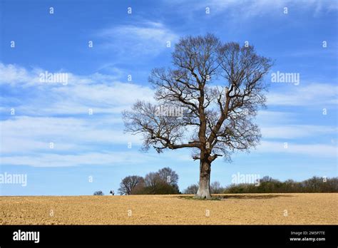 Deciduous Winter Tree Without Leaves Near Leigh Kent Uk Stock Photo