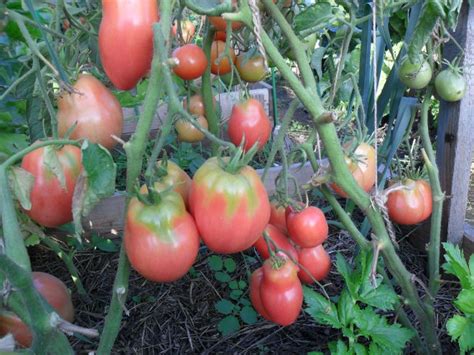 Томат Петруша огородник: фото, отзывы