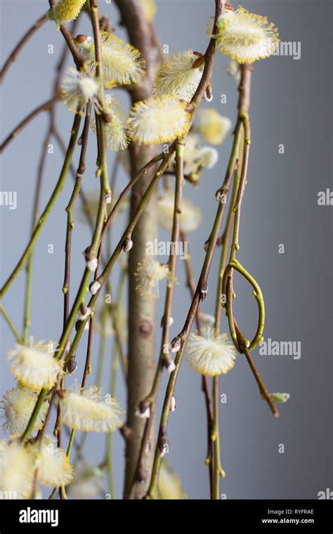 A Salix Caprea Pendula Plant Also Known As Weeping Pussy Willow Or