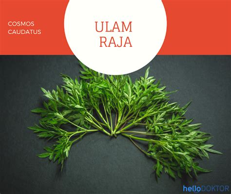 MENGAPA KORANG PATUT MAKAN ULAM?