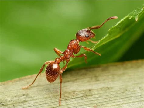 Odisha's Red Ant Chutney Gets Geographical Indication (GI) Tag