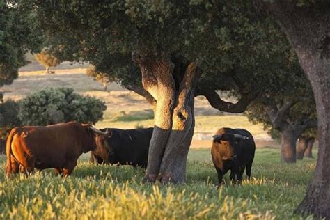 Los toros bravos historias de animales Ecología