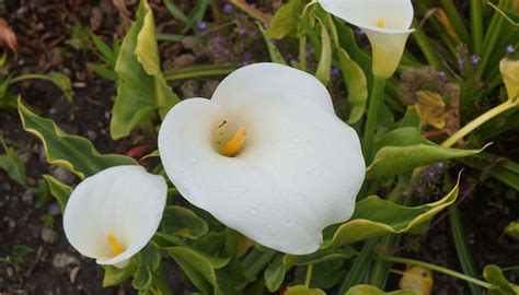 Alcatraz Zantedeschia Aethiopica Origen Variedades Cultivo