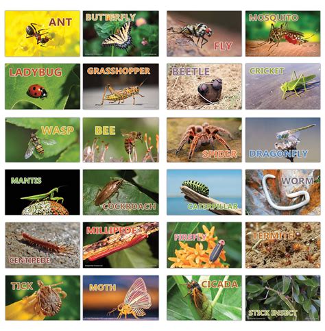 Creanoso Insects Educational Flashcards For Kids â€ Informational Lea