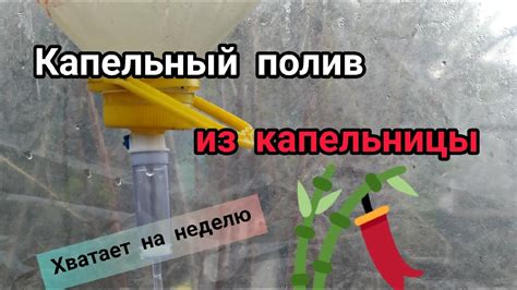 🥕Как сделать капельный полив из капельницы🥕 - YouTube