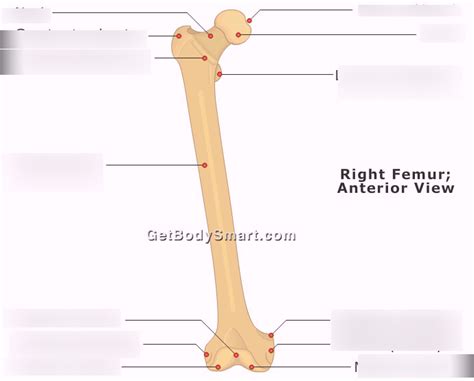 Unit 3 Femur Processes Diagram Quizlet