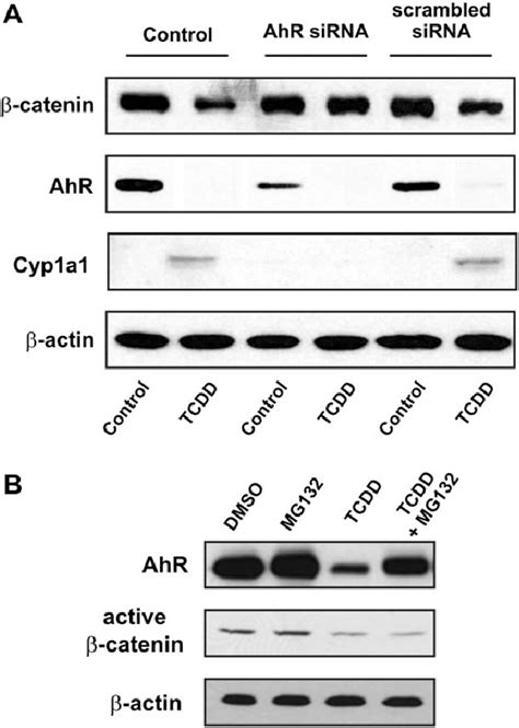 Downregulation Of Ahr Prevents Tcdd Induced B Catenin Degradation