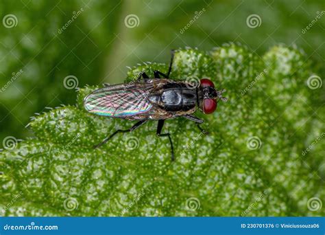 Adult Brachyceran Fly Stock Photo Image Of Leaf Insect 230701376