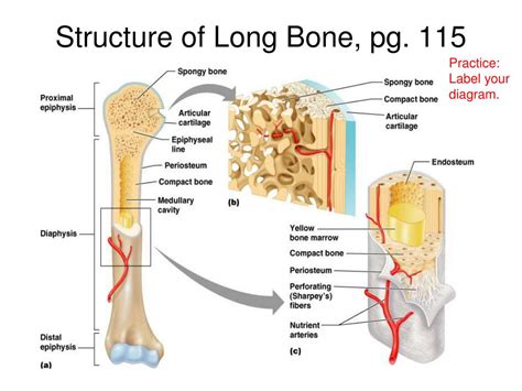 Anatomy Of A Long Bone Diagram Labeled