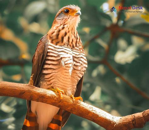 Large Hawk Cuckoo: Stealthy Predator of the Canopy | Nepal Desk