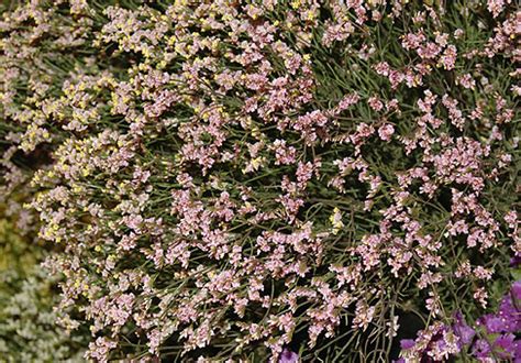 Кермек, статица, лимониум (Limonium)