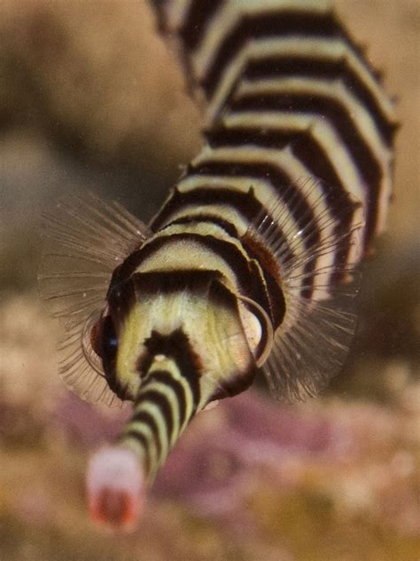 Pipefish The Ultimate Care Diet Habitat And Species Guide Fish