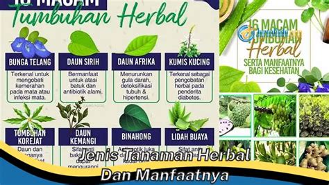 Temukan Manfaat Tanaman Herbal Yang Jarang Diketahui