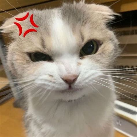 Angry Cat Cat Memes Funny Cats Cute Cat