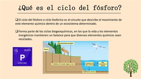 Esquema Del Ciclo Del Fósforo ¡fotos And Guía 2021