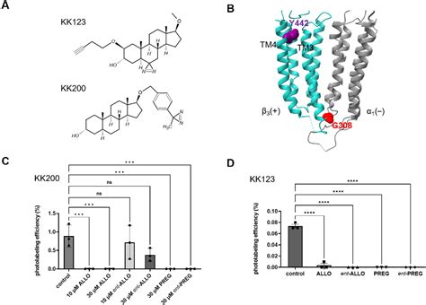 Figure 2 From The Mechanism Of Enantioselective Neurosteroid Actions On