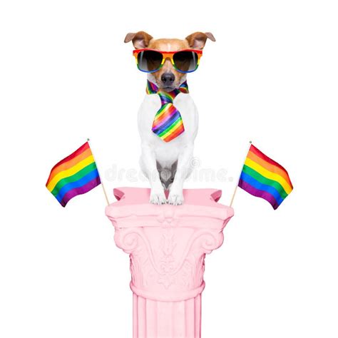 Perro De Orgullo Gay Foto De Archivo Imagen De Perrito
