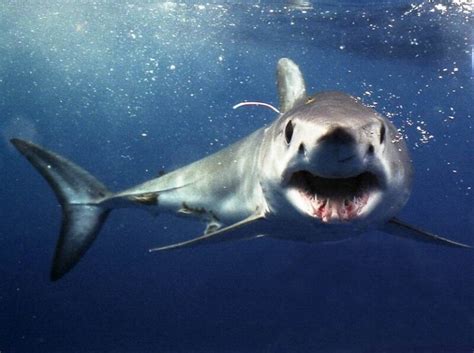 Lets talk about the Shortfin Mako shark in False Bay