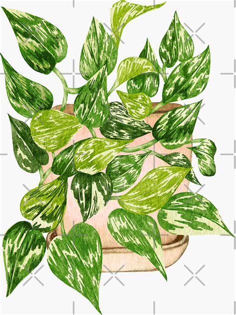 Golden Hanging Pothos Plant Pothos Epipremnum Aureum Is An Attractive Trailing Vine With