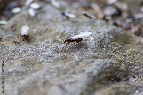 Ant Wedding Flight With Flying Ants Like New Ant Queens And Male Ant