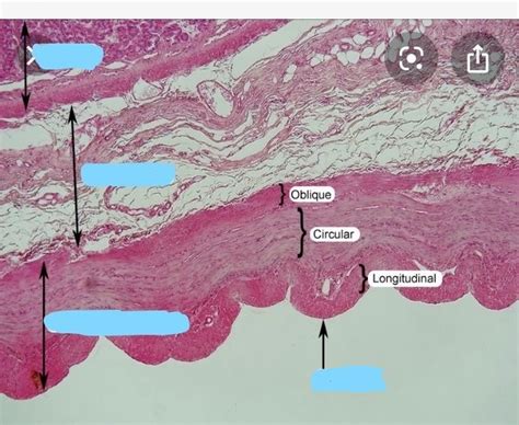 Histology A P Ii Lab Diagram Quizlet