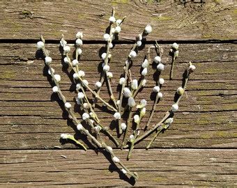 Artificial Pussy Willow Etsy