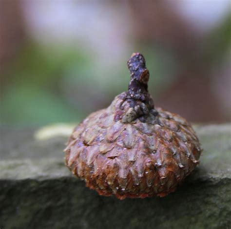 Acorn Cap Photograph by Cathy Lindsey - Fine Art America