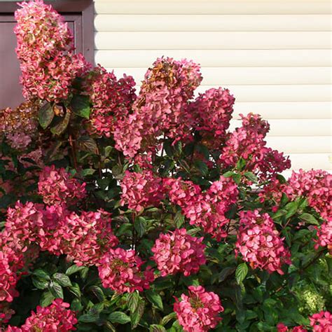 Гортензия метельчатая Diamand Rouge (Даймонд Руж) недорого