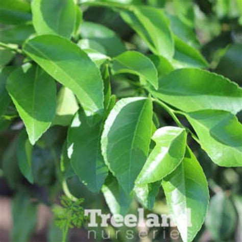 DWARF MEYER IMPROVED LEMON (Citrus Dwarf Lemon 'Improved Meyer