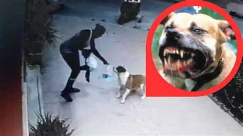 Los Perros Mas Peligrosos Del Mundo Youtube