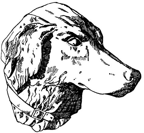 Hunting Dog Head | ClipArt ETC